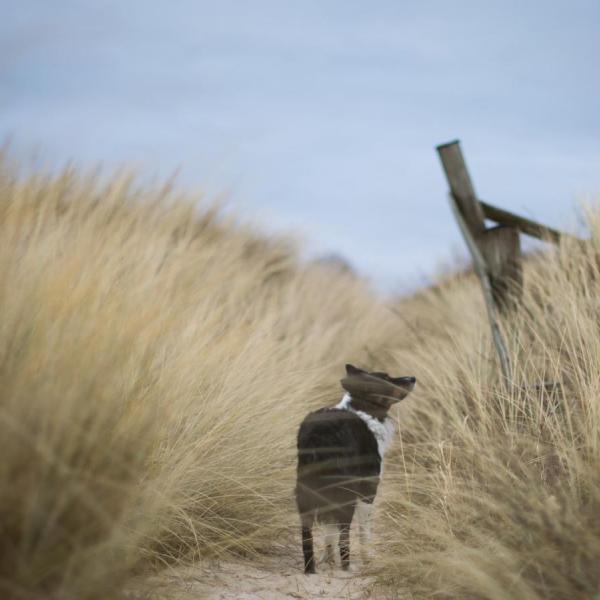 Hund på tur i klitterne