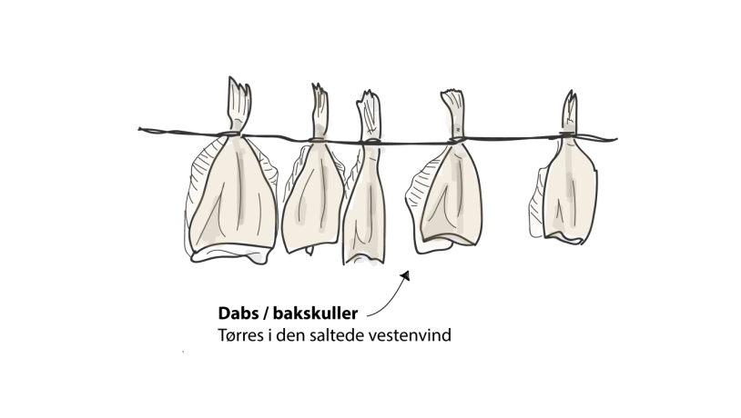 Bakskuller / dabs illustration