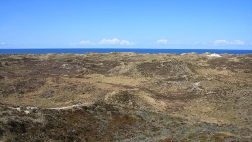 Kærgård Klitplantage_naturområde_web