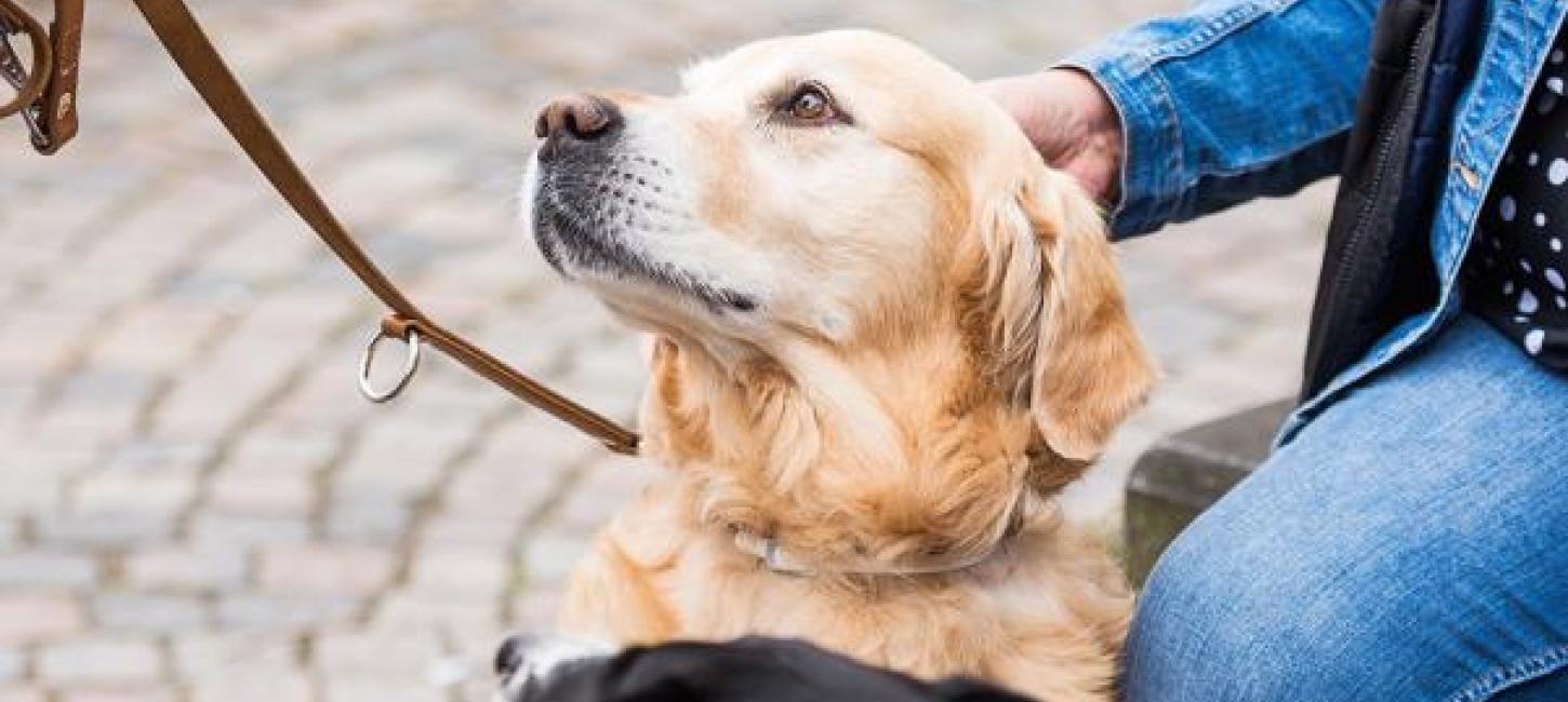 Hunde nyder ferien ved Ringkøbing Fjord 