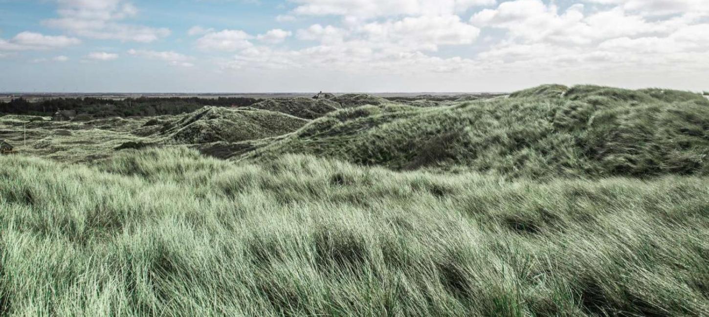 Klitter ved Vesterhavet