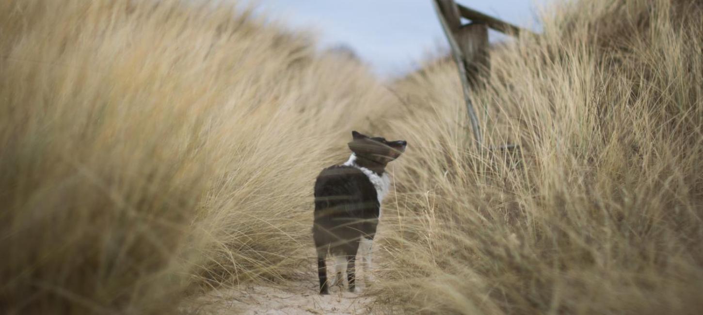 Hund på tur i klitterne