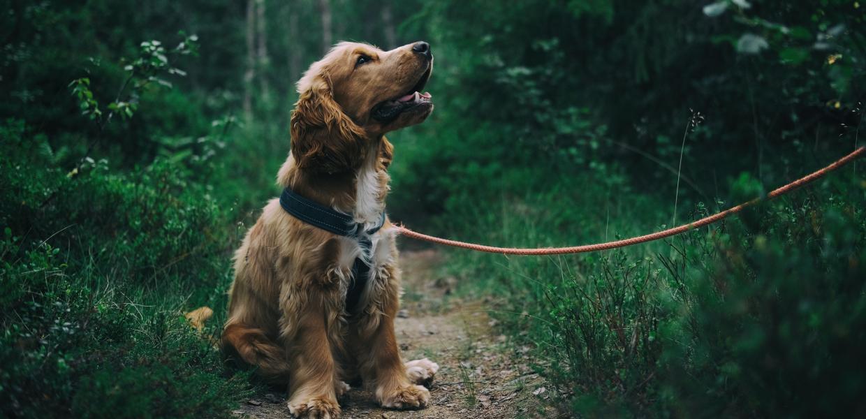 Hundeskove ved vesterhavet vestkysten hund sidder i skov