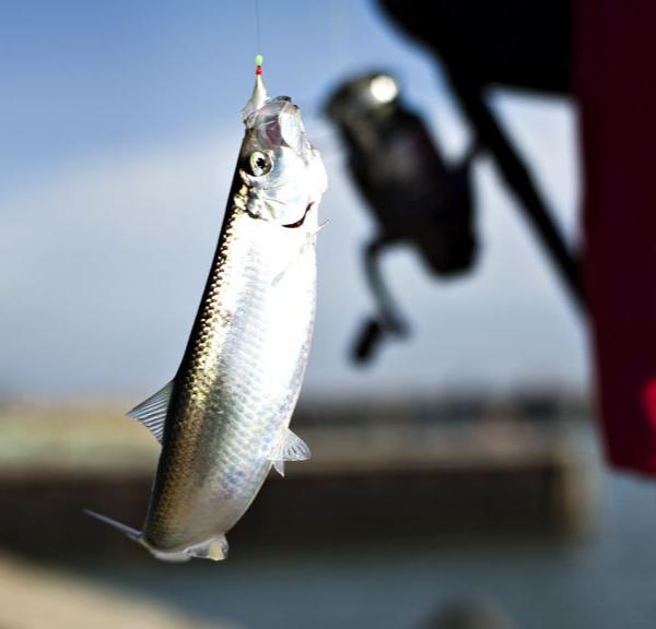 Herringfishing in Denmark