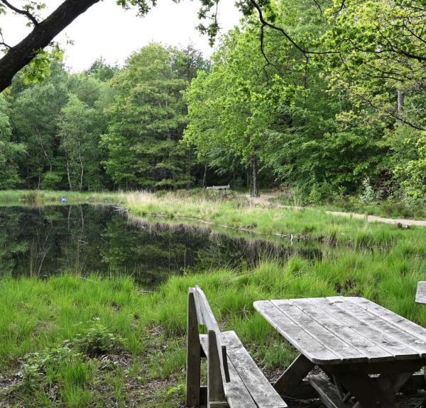lilleskov og sø i Agerbæk