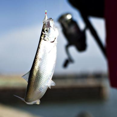 Herringfishing in Denmark