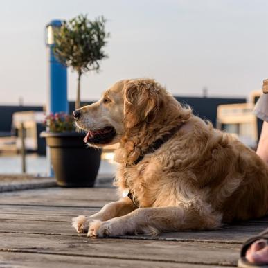 Hund på havnen