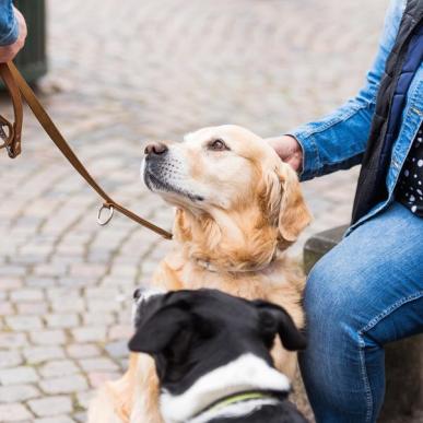 Hunde nyder ferien ved Ringkøbing Fjord 