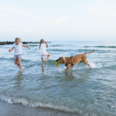 Hund og to børn som leger i Vesterhavet