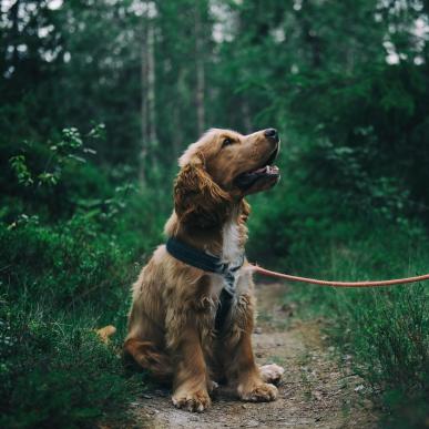 Hundeskove ved vesterhavet vestkysten hund sidder i skov