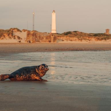 blåvand-beach-denmark-1_Thomas Høyrup Christensen