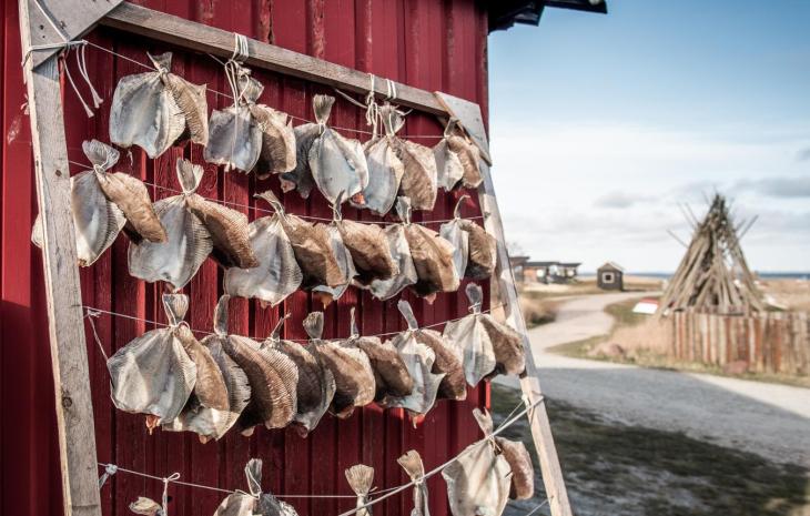 Dabs - tyskerhavn